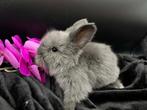 Engelse Angora baby konijntje, Dieren en Toebehoren, Mannelijk, Middelgroot, 0 tot 2 jaar