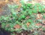 Conichalcite - Lavrion, Griekenland, Ophalen of Verzenden, Mineraal