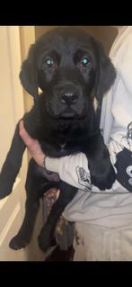 Labaradors pup, 8 tot 15 weken, Parvo, Eén hond, Nederland