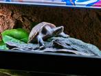 Muskusschildpad, Dieren en Toebehoren, Reptielen en Amfibieën, Schildpad, 0 tot 2 jaar