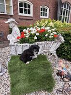 Te koop mooie speelse boomer pups, Reu, CDV (hondenziekte), 8 tot 15 weken, Meerdere