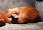 Rood Gladhaar Cavia Zeugje, Dieren en Toebehoren, Knaagdieren, Cavia, Juli, Vrouwelijk, Tam