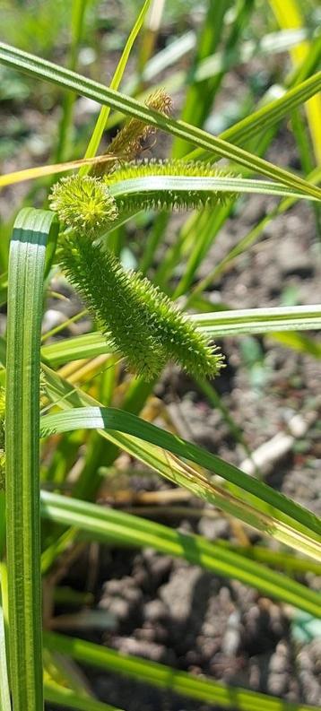 Zeggegras (hoge cypers zeggegras) CAREX pseudocyperus beschikbaar voor biedingen
