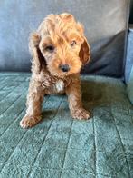 Mini Australian labradoodle ( uit geteste ouders ), Dieren en Toebehoren, Honden | Retrievers, Spaniëls en Waterhonden, Rabiës (hondsdolheid)