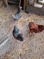 Gratis 3 krielkippen 2jr, Dieren en Toebehoren, Pluimvee, Vrouwelijk, Kip