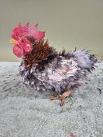 Krulveer Serama haantje, Dieren en Toebehoren, Mannelijk, Kip