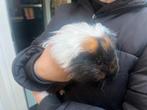 Cavia mannetje met hok en toebehoren, Dieren en Toebehoren, Knaagdieren en Konijnen | Hokken en Kooien, Ophalen