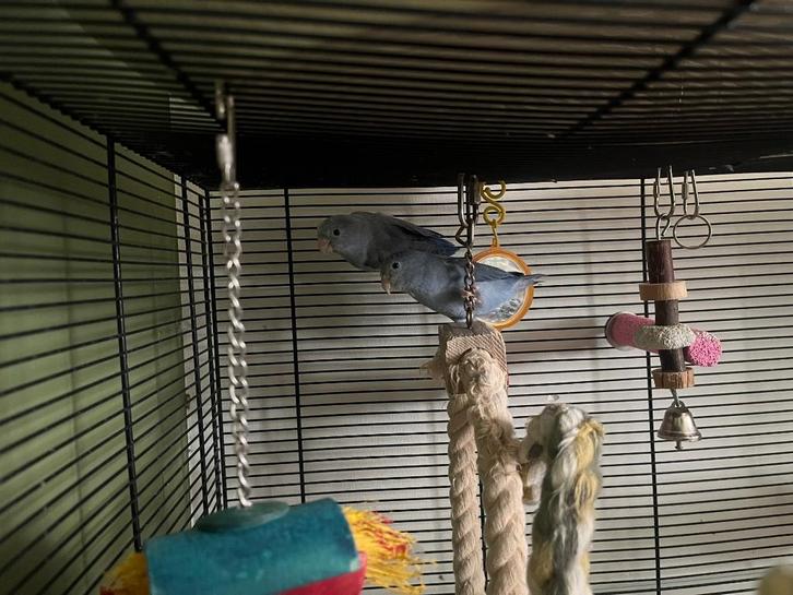 Forpussen te koop blauw, Dieren en Toebehoren, Vogels | Parkieten en Papegaaien, Dwergpapegaai of Agapornis, Geslacht onbekend