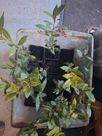 Eetbare Laurier stekjes (Laurus nobilis) keuken laurier p9, Volle zon, Vaste plant, Ophalen of Verzenden, Bloeit niet