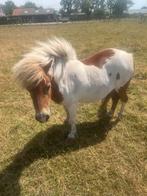 Twee minishetlandpony’s te koop, Merrie, Recreatiepony