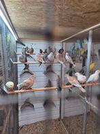 Vele vogels, Meerdere dieren