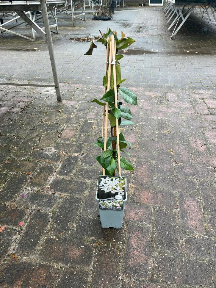 Toscaanse Jasmijn - Heerlijk geurende klimplant, Tuin en Terras, Planten | Tuinplanten, Vaste plant, Klimplanten, Volle zon, Zomer