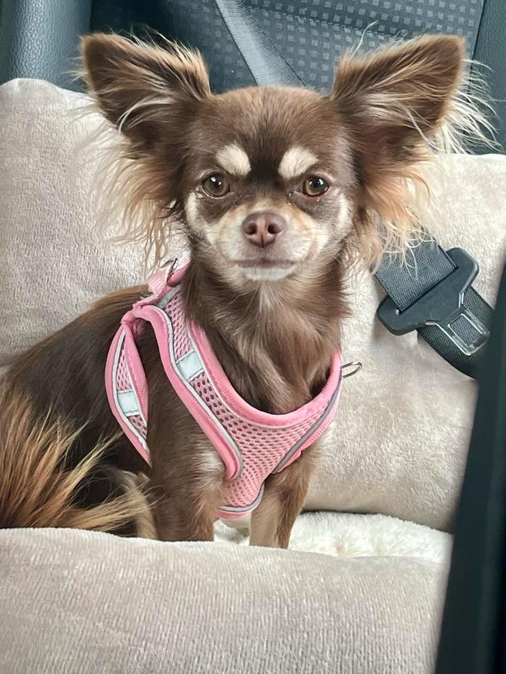 Dekreu gezocht MINI, Dieren en Toebehoren, Honden-accessoires, Ophalen of Verzenden