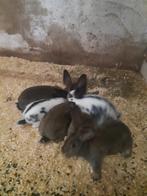 Jonge deutse Reus Maal Lotharinger en Lotharingers, Dieren en Toebehoren, Konijnen, Meerdere dieren, Groot, 0 tot 2 jaar