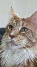 Lieve Maine Coon Kater Zoekt Nieuw Thuis, Dieren en Toebehoren, Katten en Kittens | Raskatten | Langhaar, Kater