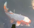 Tekoop Japanse koi, Dieren en Toebehoren, Vissen | Vijvervissen, Karper of Koi