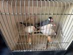 Mooie rijstvogels te koop 7 stuks, Meerdere dieren, Tropenvogel, Geringd