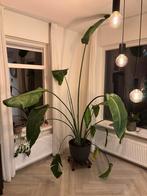 Grote Strelitzia, Huis en Inrichting, Kamerplanten, Ophalen, Halfschaduw, 200 cm of meer