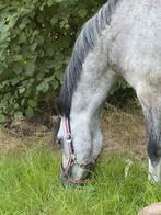 🥇🥇Kampioenspony🥇🥇, Dieren en Toebehoren, Pony's, Merrie