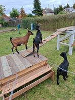 3  leuke lieve dwerg geiten., Dieren en Toebehoren, Schapen, Geiten en Varkens, Meerdere dieren, Geit, 0 tot 2 jaar