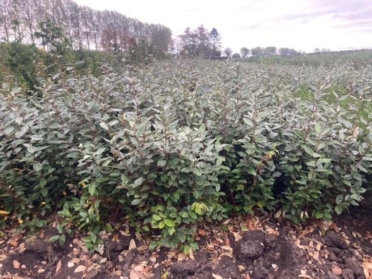 Olijfwilg (Eleagnus Ebbingei), Tuin en Terras, Planten | Struiken en Hagen, Haag, Overige soorten, Minder dan 100 cm, Ophalen