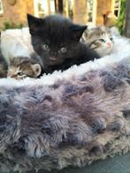Super aanhankelijk zwart katertje, mag direct weg!, Kater, Kortharig, 0 tot 2 jaar