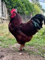 Prachtige rhode island red haan, Dieren en Toebehoren, Pluimvee, Mannelijk, Kip