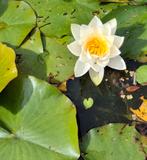 WITTE WATERLELIE, Ophalen, Zo goed als nieuw