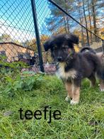 Kruising Duitse herder pups, Dieren en Toebehoren, België, Particulier, 8 tot 15 weken, Groot