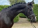 ‼️ Gave grote eyecatcher ‼️ Jameson RS2 x De Niro, Dieren en Toebehoren, Paarden, 175 cm of meer, B, Gechipt, Ruin