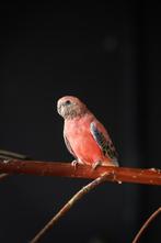 Bourke en Turquoisine; neophema's in allerlei kleuren!, Dieren en Toebehoren, Vogels | Parkieten en Papegaaien, Meerdere dieren