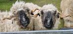 Te Koop: Twee Walliser Schwarznase rammen, Dieren en Toebehoren, Schapen, Geiten en Varkens, Mannelijk, Schaap, 3 tot 5 jaar