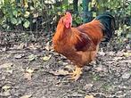 New Hampshire haan te koop., Dieren en Toebehoren, Mannelijk, Kip