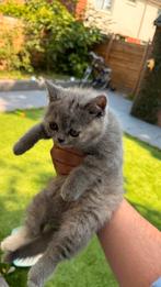 Raszuivere Britse Korthaar Kittens, Meerdere dieren