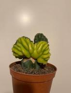 Mooie Crested San Pedro Cactus LIME ‍, Huis en Inrichting, Kamerplanten, Cactus, Minder dan 100 cm, Ophalen of Verzenden, Volle zon