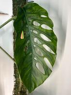 Zeldzame Stekjes Collectie: Philodendron, Pothos, Monstera &, Vaste plant, Ophalen of Verzenden, Bloeit niet, Halfschaduw