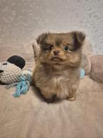 Prachtige bearface pomchi pup, Dieren en Toebehoren, Honden | Chihuahua's en Gezelschapshonden, Rabiës (hondsdolheid), Reu, 8 tot 15 weken