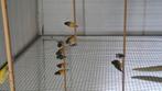 Te koop gouldamadines, Dieren en Toebehoren, Vogels | Overige Vogels, Meerdere dieren, Tropenvogel, Geringd