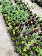 Diverse planten te koop; hibiscus, buddleja, euonymus vijgen, Tuin en Terras, Ophalen, Overige soorten, Volle zon