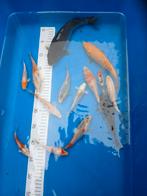 Koi karpertjes, Dieren en Toebehoren, Karper of Koi