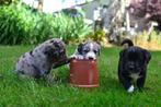 Te koop, prachtige, sociale Labrador x Border collie pups., Dieren en Toebehoren, Honden | Retrievers, Spaniëls en Waterhonden