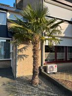 2 Chinese waaierpalmen te koop mag ook apart, Tuin en Terras, Planten | Bomen, 100 tot 250 cm, Zomer, Palmboom, Ophalen