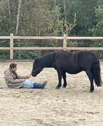 Mooie grote stamboek Shetlander ruin 1.10! + 2 mini shets!, Dieren en Toebehoren, Gechipt, Ruin, 3 tot 6 jaar, A pony (tot 1.17m)