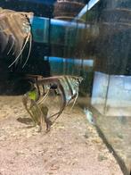 Wildkleur maanvissen, Vis, Zoetwatervis, Schoolvis