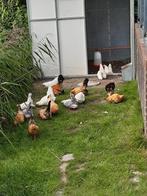 Japanse kriel kippen, Dieren en Toebehoren, Meerdere dieren, Kip