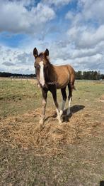 Mooi koffie vosje, Dieren en Toebehoren, Pony's, Dressuurpony, 0 tot 2 jaar, Hengst, Onbeleerd
