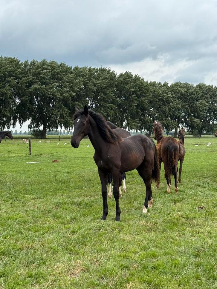 EquiLease Holland | Paard leasen met optie tot koop, Dieren en Toebehoren, Paarden, Ruin