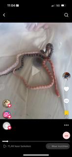 Rattenslang babys diverse, Slang