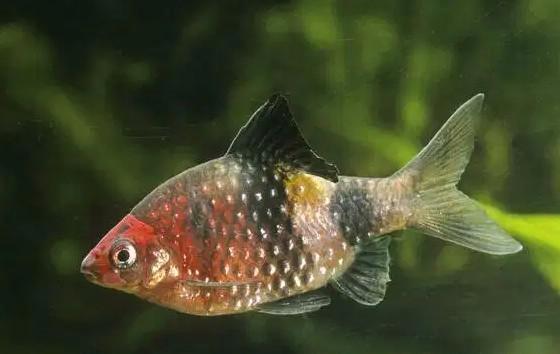 Purnperkop - Barbus Nigrofasciatus - Koidream Valburg, Dieren en Toebehoren, Vissen | Aquariumvissen, Zoetwatervis, Vis, Schoolvis