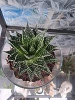 Aloë Aristata in Glazen Pot, Ophalen, Halfschaduw, Minder dan 100 cm